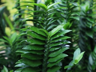 close up of green leaves