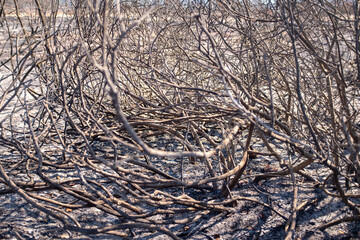 burned tree branches shadows on ground on noon daylight after forest fire in Israel