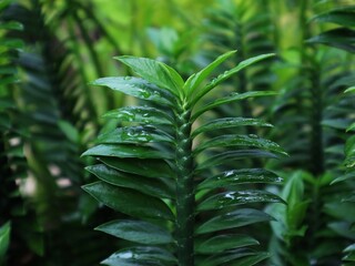 fern leaves in the forest