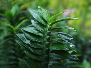 close up of a fern