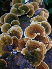 mushrooms in the forest