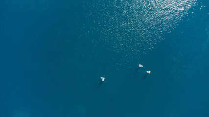 Fototapeta premium Drone aerial view of windsurfers on a blue ocean sea waters.