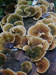 mushrooms on the ground