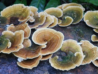 mushrooms on the tree