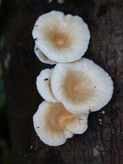 mushrooms in the forest