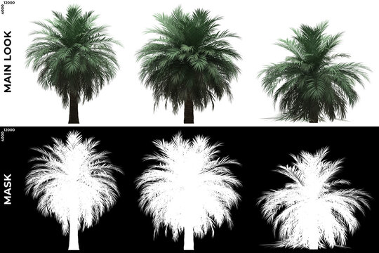 3D Rendering of Front and Left  views of Tree (Butia Palm) with alpha mask to cutout and PNG editing. Forest and Nature Compositing.	
