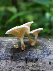 mushroom on the ground