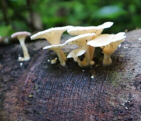 mushrooms in the forest