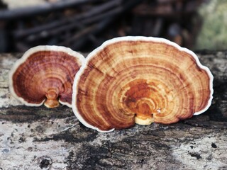 Fungus on the wood