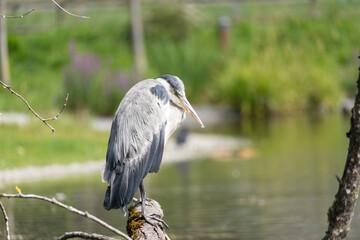 Heron cendré perché sur une branche au bord de l'eau