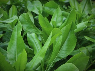leaves in the garden