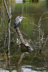 Heron cendré perché sur une branche au bord de l'eau