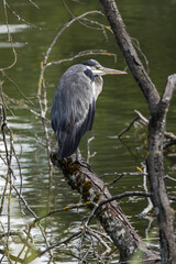 Heron cendré perché sur une branche au bord de l'eau