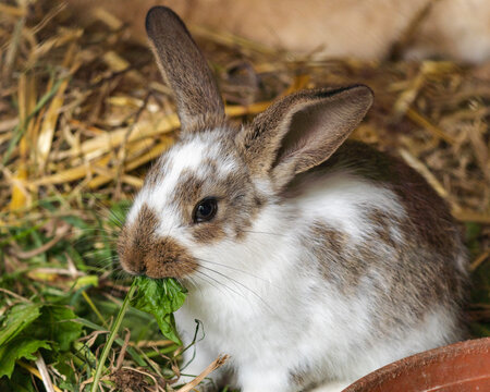 1 584 Best Lapin Blanc Images Stock Photos Vectors Adobe Stock