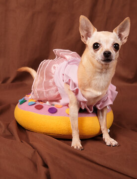 Fototapeta Cute glamur little chihuahua in pink dress sitting on pillow donuts