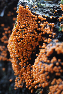 Vertical shot of Trichia decipiens growing on stones in a forest
