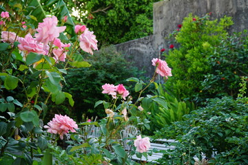 Flor rosa  de primavera verano