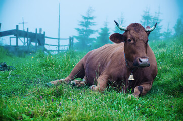 Dairy cow lying at meadow