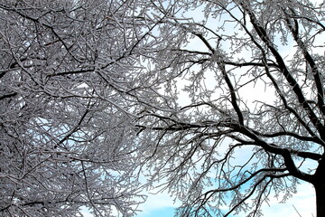 Winter nature background. Silhouette of tree branches covered with snow in cold winter Christmas landscape, tree close-up, new year