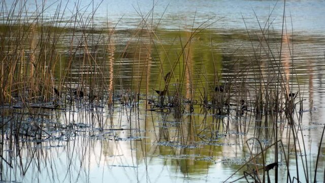 Reeds growing in subtropical pond with black birds looking for food and calling to each other in late afternoon, late autumn. 298