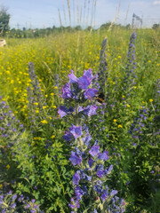 Obraz premium Bumblebee on a purple wildflower
