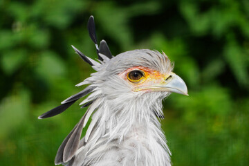 Portrait of a secretary bird. Sagittarius serpentarius. Bird of prey.