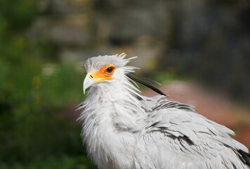 Portrait of a secretary bird. Sagittarius serpentarius. Bird of prey.
