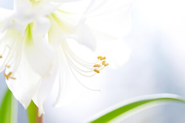 Macro shot od a white amaryllis flower. Nature concept.