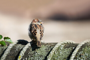 Sparrow close-up. Passeridae. Songbird.

