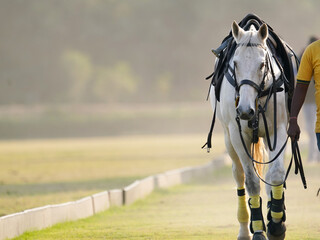 polo horse in hazy evening