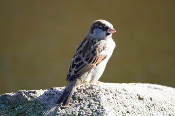 Sparrow close-up. Passeridae. Songbird.

