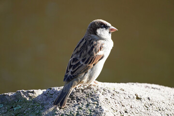 Sparrow close-up. Passeridae. Songbird.
