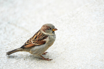 Sparrow close-up. Passeridae. Songbird.
