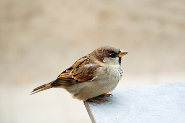 Sparrow close-up. Passeridae. Songbird.
