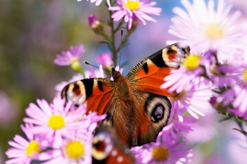 Peacock butterfly on a flower. Insect with colorful wings in close-up. Inachis io.