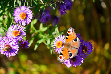 Peacock butterfly on a flower. Insect with colorful wings in close-up. Inachis io.