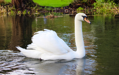 White swan navigating a British river, near Southampton, UK.