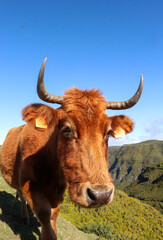 Close up of a grazing bull among the edge of a mountain in Santana, Madeira, Portugal.
