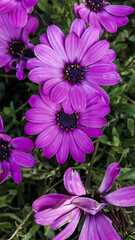 Violet love