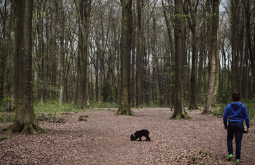 Cockapoo dog and person walking through a dark forest woods' in Hampshire, UK.