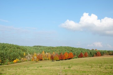 autumn landscape with trees
