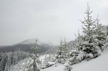 winter forest in the fog