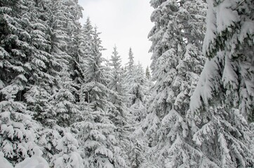 snow covered trees