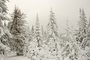 Naklejka premium snow covered trees