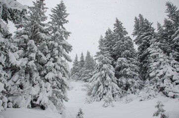 winter forest in the snow