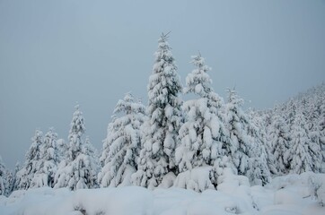 snow covered trees