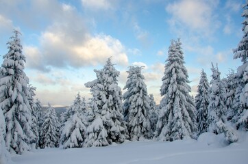 Naklejka premium snow covered trees