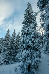 winter forest in the mountains