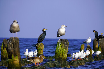 Various sea birds on Usedom on the Baltic Sea coast. Cormorant. Seagull.
