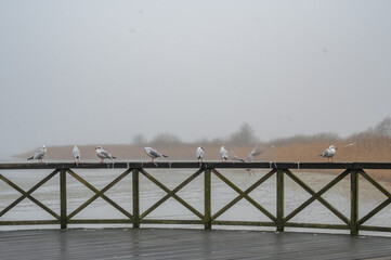 M&ouml;wen auf Gel&auml;nder